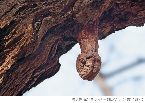 [고규홍의 식물 이야기] 숨쉬는 뿌리, 은행나무 유주 기사의 사진