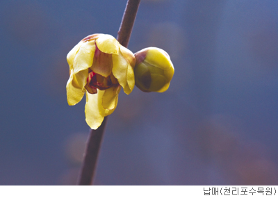 [고규홍의 식물이야기] 겨울꽃 향기의 이유 기사의 사진