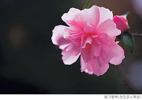 [고규홍의 식물이야기] 동백꽃의 혼례 기사의 사진