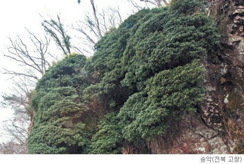 [고규홍의 식물 이야기] 늘 푸른 송악의 생명력 기사의 사진