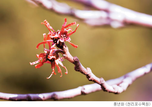 [고규홍의 식물이야기] 꽃송이에 담긴 풍년의 조짐 기사의 사진