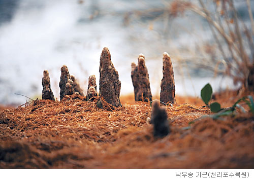 [고규홍의 식물 이야기] ‘뿌리 넓은 나무’가 강하다 기사의 사진