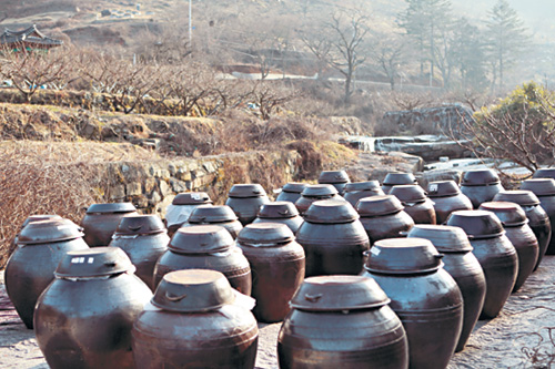 툭툭 떨어지는  동백 꽃비 맞고  홍매화·청매화  향기에 취해보세 기사의 사진