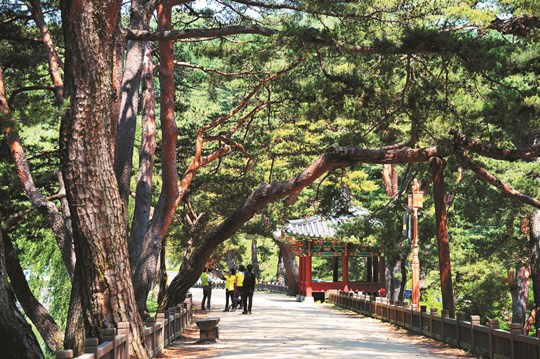 비봉산에 올라 ‘초록바다’를 만나다… ‘청풍명월’의 고장 제천 힐링여행 기사의 사진