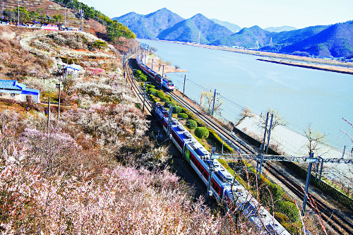 봄바람 타고 강 건넌 매화꽃비에 春心은 흔들리고… 경남 양산에 울려퍼지는 ‘봄의 교향곡’ 기사의 사진