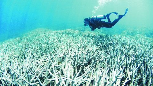 산호초 군락이 거대한 무덤으로… 최악 온난화 탓 백화현상 확산 기사의 사진