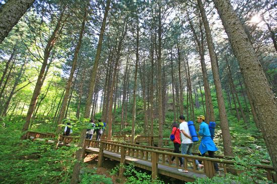 ‘산책을 부추기는 힐링의 숲’을 찾아서… 관광공사 선정 ‘6월에 가볼 만한 곳’ 기사의 사진