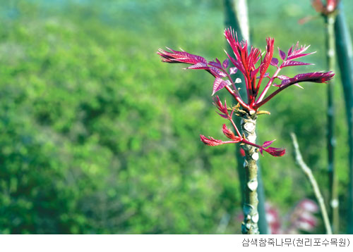 [고규홍의 식물 이야기] 삼색참죽나무를 흔드는 바람 기사의 사진