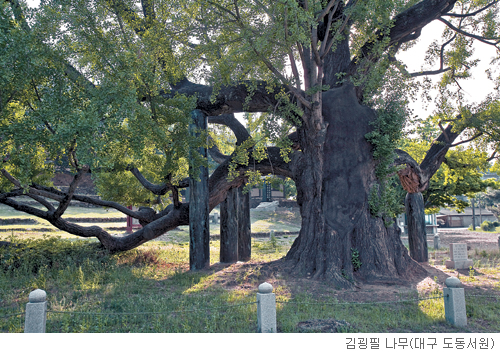 [고규홍의 식물 이야기] 나무가 바라본 사람살이 기사의 사진