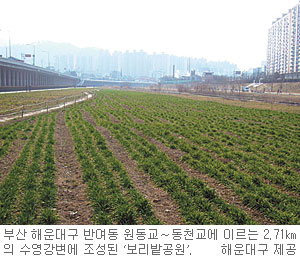 버려진 강변을 보리밭 공원으로… 부산, 훼손된 수영강변에 보리·튤립·유채 등 심어  