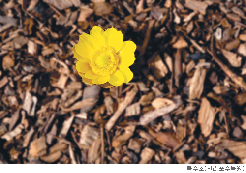 [고규홍의 식물이야기] 복수초가 건네온 황금빛 봄 소식 기사의 사진