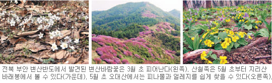 국립공원별 대표 ‘봄 야생화’ 일람표 발간… 지리산엔 복수초·덕유산엔 꽃다지  
