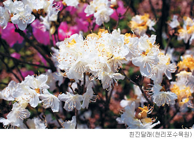 [고규홍의 식물 이야기] 사라진 흰진달래의 경고 기사의 사진