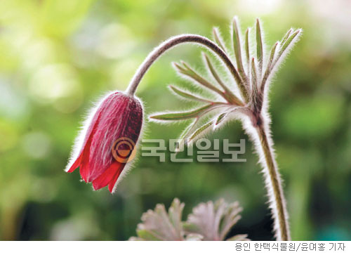 [계절의 발견] 할미꽃, 모란을 꾸짖다  