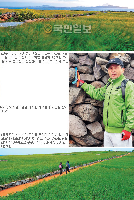 가파도 바람에 봄처녀 청보리의 춤잔치… ‘제주 가파도 올레길’  