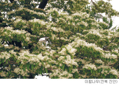 [고규홍의 식물 이야기] 궁핍의 기억 간직한 이팝나무 기사의 사진