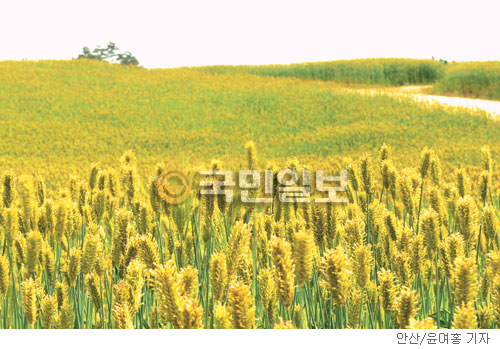[계절의 발견] 보리밭에 부는 바람  