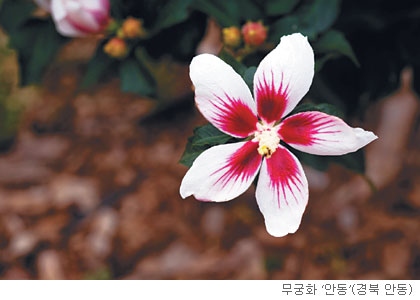 [고규홍의 식물이야기] 여름을 노래하는 무궁화 기사의 사진