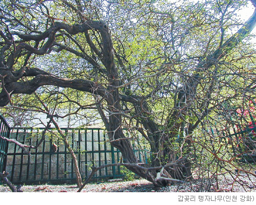 [고규홍의 식물이야기] 목숨 걸고 나라 지킨 탱자나무 기사의 사진