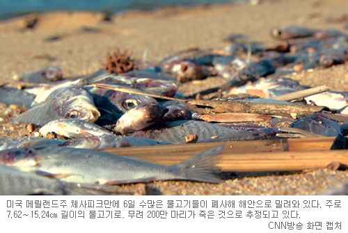美 메릴랜드주서 물고기 200만 마리 떼죽음… 전문가 “종말론과 무관한 자연현상”  