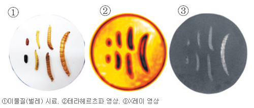 üģȭ  ׶츣ġ ١ ü    
