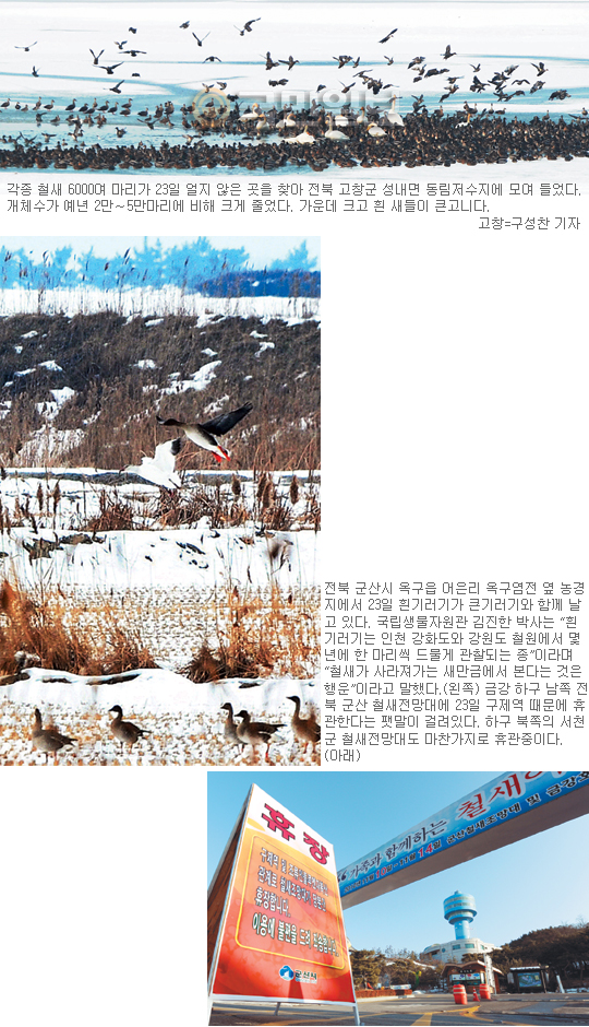 혹한·식량난에 AI파동까지… 한반도 찾아온 겨울 철새의 수난  