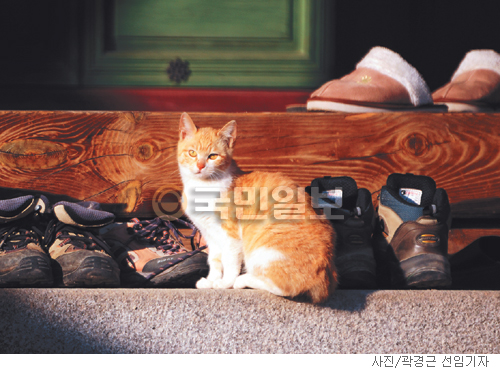[고궁의 사계] 고양이와 봄  