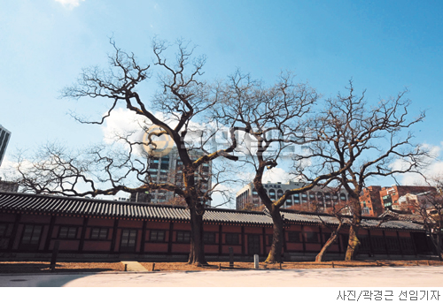 [고궁의 사계] 회화나무는 봄이 멀다  