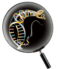  ذ DNA ι ȭ¦ 13  ڼ  