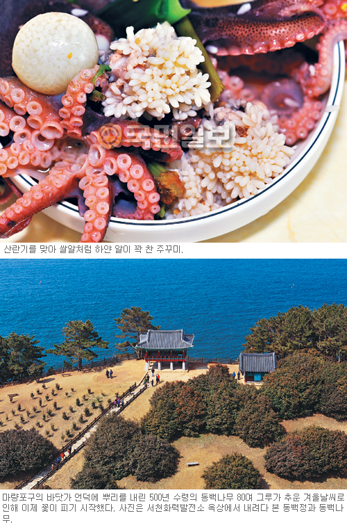 동백꽃은 점점이 흩날리고, 주꾸미 입안에서 사르르… 서천 동백꽃·주꾸미 축제  