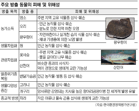 마구잡이 동물방출 생태계 교란 심각… 왕우렁이 등 6년새 364만여마리 야생으로  