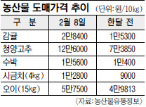 [허리띠 졸라매는 서민들] 苦물가 한파에… 농산물 가격 급등, 감귤 86%·청양고추 71% ↑  