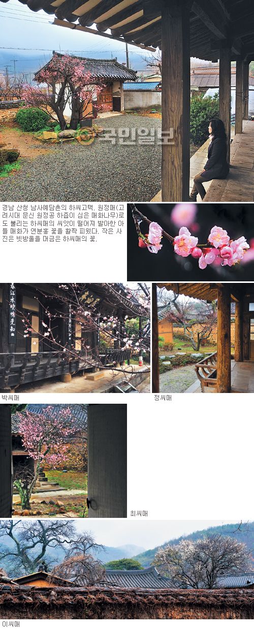 매화香품은 고택 “조선시대로 시간여행 떠나요”… 경남 산청 남사마을의 ‘오매불망(五梅不忘)’  