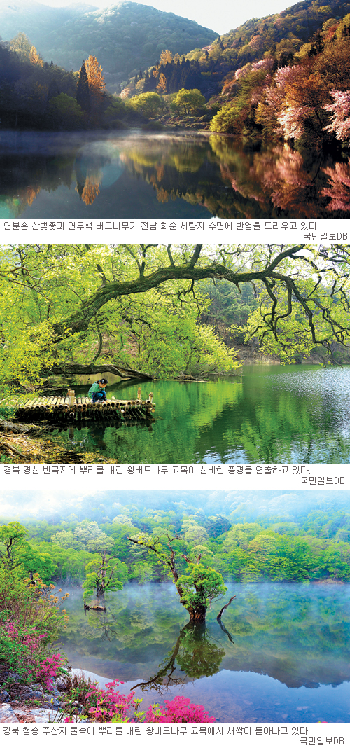 봄꽃·물안개가 빚은 한폭의 수채화, 눈이 부시다… 신록이 아름다운 저수지 3선  