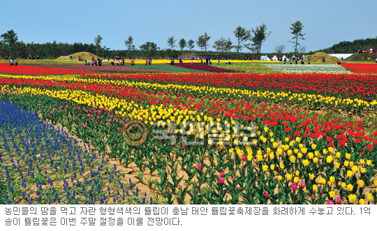 1억 송이의 꽃잔치 봄나들이에 ‘제격’… 2012 태안튤립꽃축제, 5월 8일까지 개최  