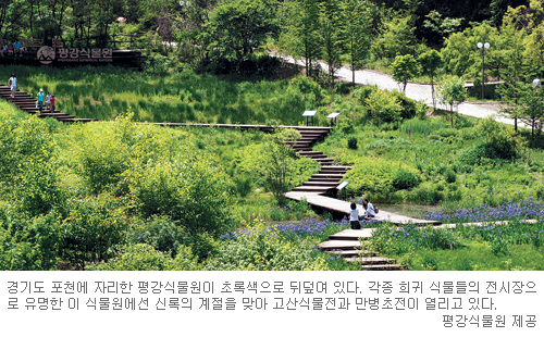 고산식물과 봄꽃의 하모니… 평강식물원 6월 3일까지 축제  