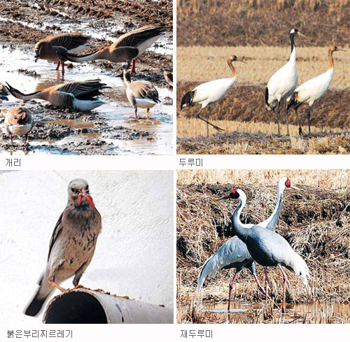 기후변화로 DMZ ‘생태보고’ 붕괴… 멸종위기종 21종서 15종으로 줄어  