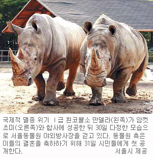 멸종위기 흰코뿔소 암·수 합사 성공… 서울동물원, 5월 31일 시민공개  