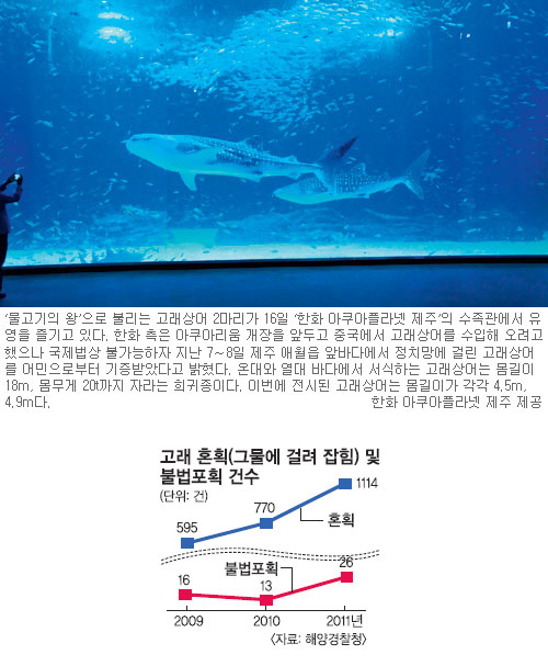 ‘바다의 로또’ 고래, 그물에 걸린 건수 급증 ‘미스터리’  