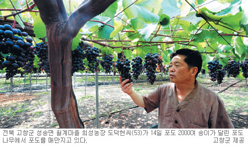 헉！ 2000송이… 포도나무 한 그루에 ‘주렁주렁’ 화제  
