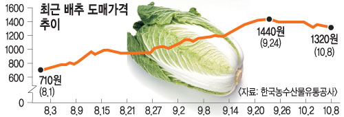 김장철 다가오는데 배추값 ‘껑충’… 2011년 2배↑  