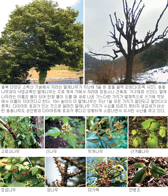 “몸에 좋다” 소문에 희귀수종 씨가 마르고 있다… 인간의 웰빙 욕망에 초목들 수난시대  