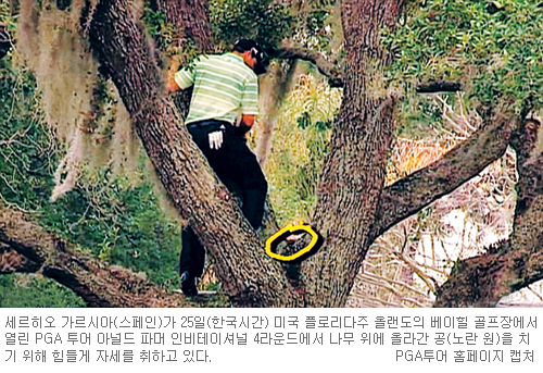 타잔이 된 골퍼… 공 얹힌 나무 올라가 회심의 샷  