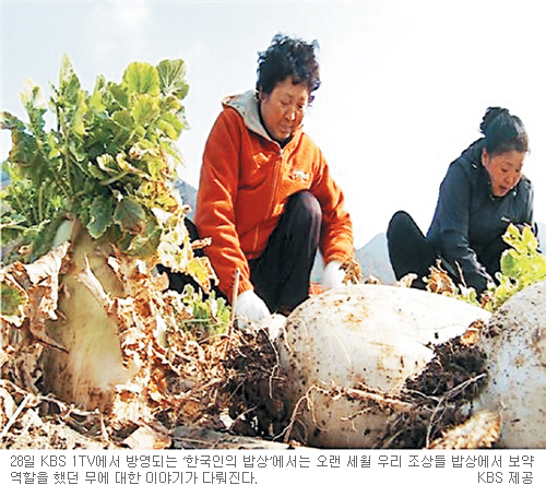 몸에 좋기로 으뜸인 ‘순백의 맛’ 무 이야기… KBS1 ‘한국인의 밥상’  