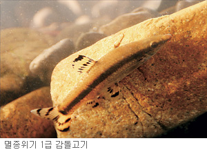  Ƚó  - ؾ  