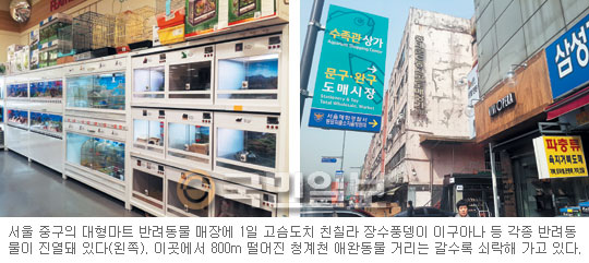 [ȹ] ݷ 1000  ô롦 ֿϵ      
