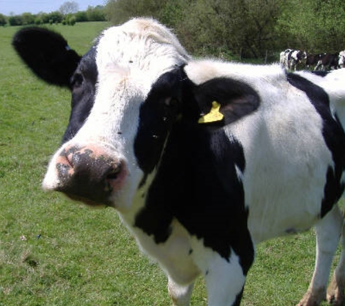      ǰ Ѵ  