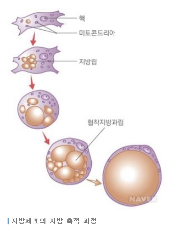 미국 연구진 “먹는 시간대 한정하면 체중 줄어”  