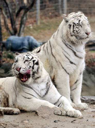Ʈ ֿϿ ڿ  ʸ   