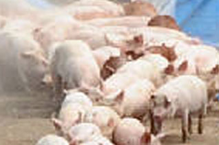 õ ̾ õ 忡  ǽɽŰ Ȯ   